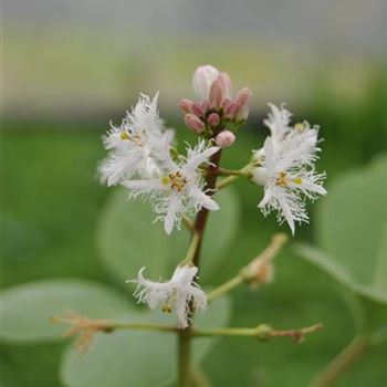 Menyanthes trifoliata