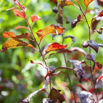 Prunus cerasifera 'Trailblazer'