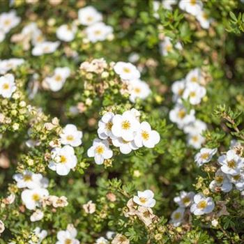 Potentilla fruticosa