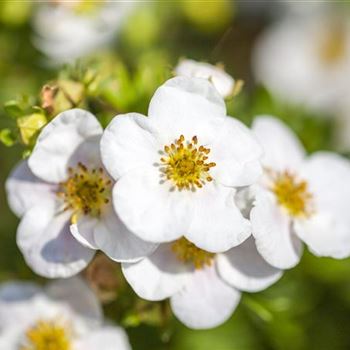 Potentilla fruticosa