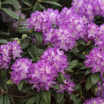 Rhododendron 'Alfred'