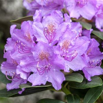 Rhododendron 'Alfred'