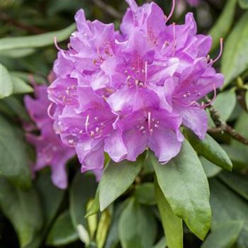 Rhododendron catawbiense 'Grandiflorum'