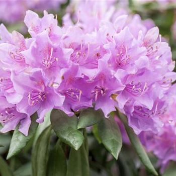 Rhododendron catawbiense 'Grandiflorum'