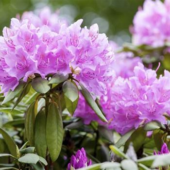 Rhododendron catawbiense 'Grandiflorum'