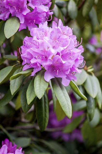 Rhododendron Inkarho (R) cataw. 'Grandiflorum' von Bruns Pflanzen