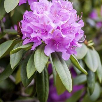 Rhododendron catawbiense 'Grandiflorum'