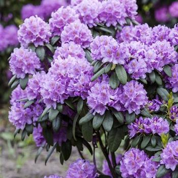 Rhododendron catawbiense 'Grandiflorum'