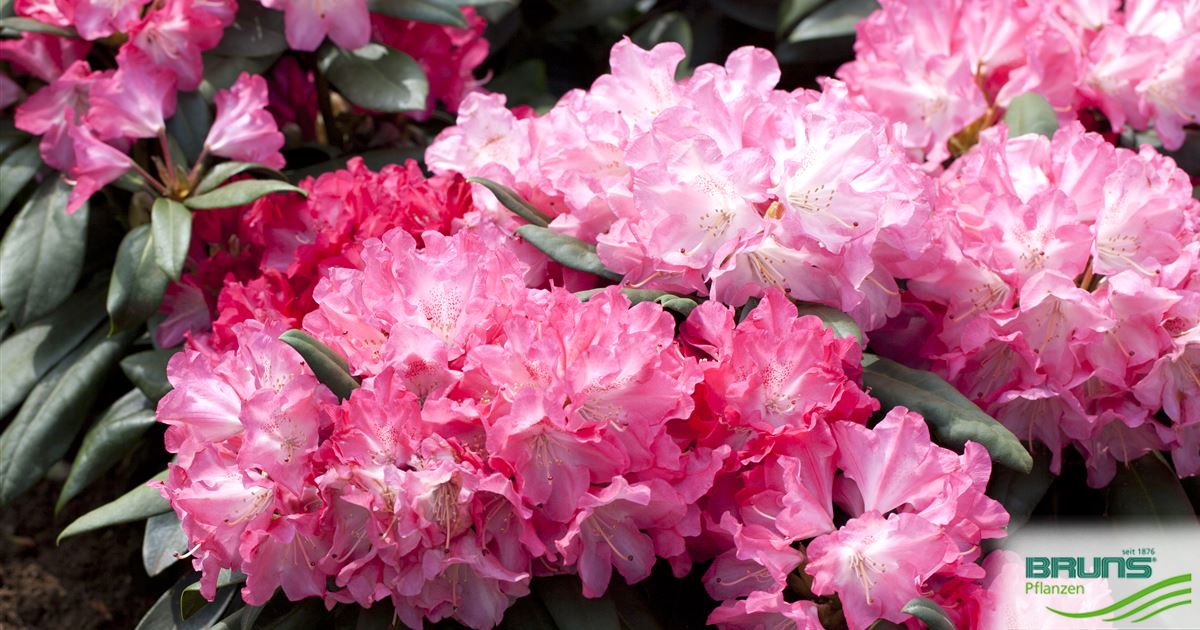 Rhododendron yakush. 'Anuschka' von Bruns Pflanzen
