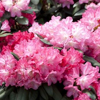 Rhododendron yakushimanum 'Anuschka'