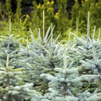 Picea pungens 'Glauca'