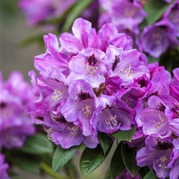 Rhododendron 'Christiane Herzog'