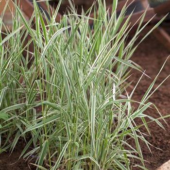 Phalaris arundinacea 'Picta'