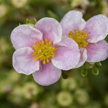 Potentilla fruticosa 'Princess'®