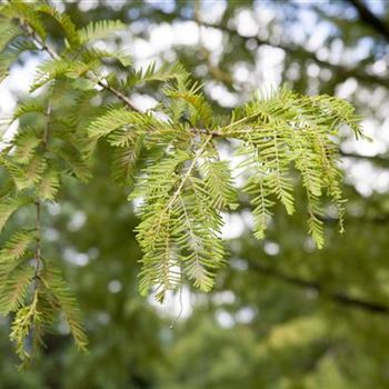 Metasequoia glyptostroboides