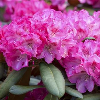 Rhododendron yakushimanum 'Anuschka'