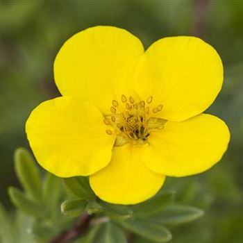 Potentilla fruticosa 'Goldteppich'