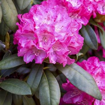 Rhododendron yakushimanum 'Anuschka'