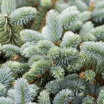 Picea pungens 'Glauca'