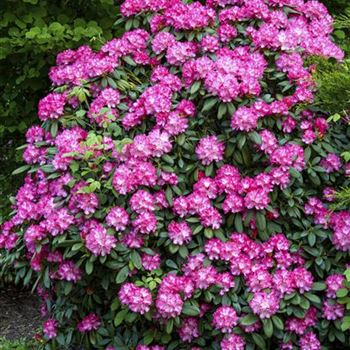 Rhododendron yakushimanum 'Anuschka'