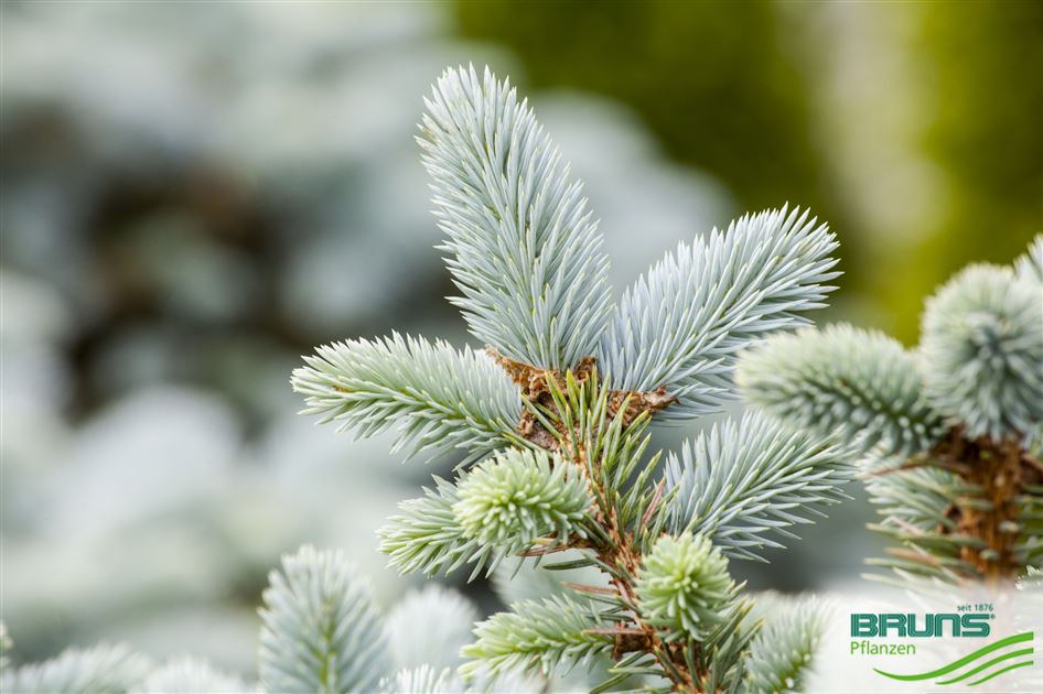GG様専用 picea pungens horizontals grauca 苗 【公式通販】 GG様専用 picea pungens horizontals grauca 苗 【公式通販】