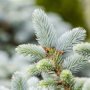 Picea pungens 'Glauca'