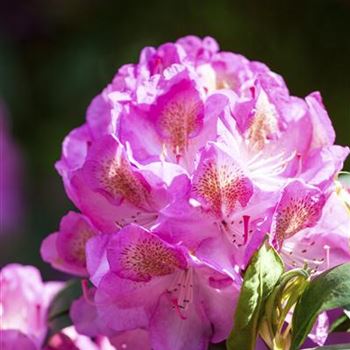 Rhododendron 'Diana'