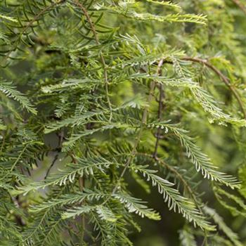 Metasequoia glyptostroboides