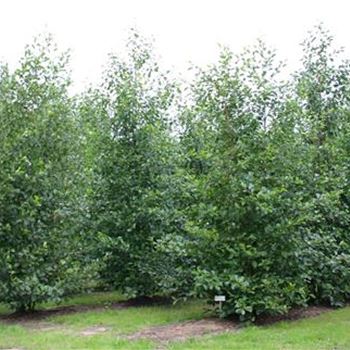 AGL_Sol_4xv_3-4GST_400-500-600_G_NEU1062_04_08_05_2942.jpg
