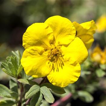 Potentilla fruticosa 'Goldteppich'