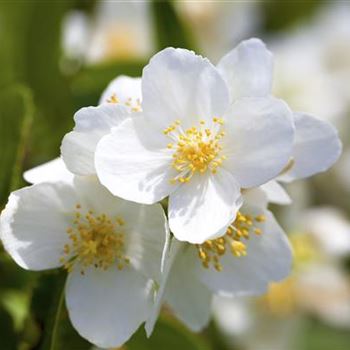 Philadelphus coronarius