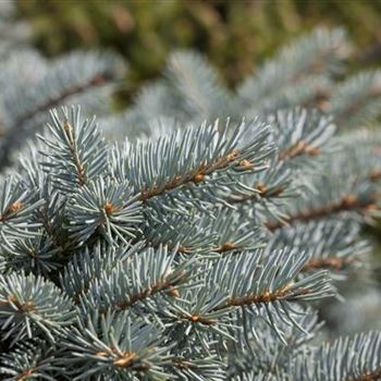 Picea pungens 'Glauca Globosa'