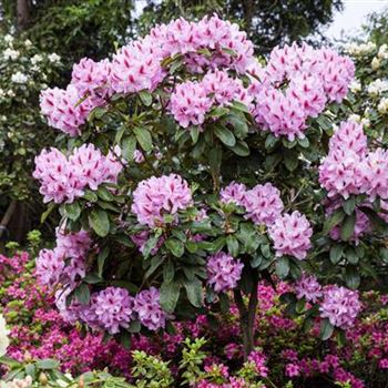 Rhododendron 'Furnivall´s Daughter'