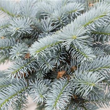 Picea pungens 'Glauca Globosa'