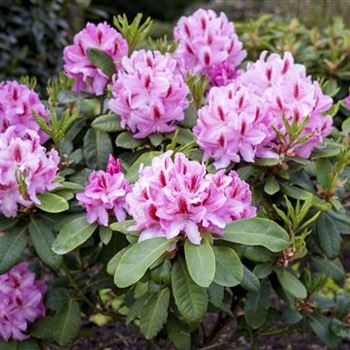 Rhododendron 'Furnivall´s Daughter'