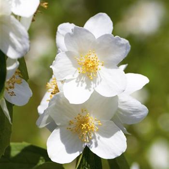 Philadelphus coronarius