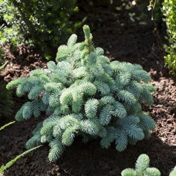 Picea pungens 'Glauca Globosa'