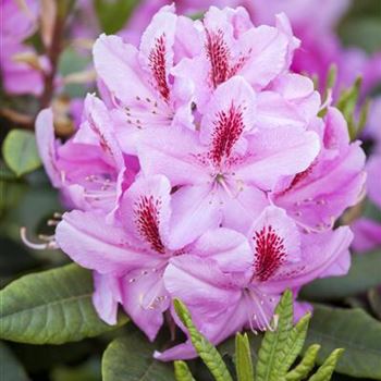 Rhododendron 'Furnivall´s Daughter'