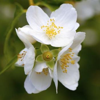 Philadelphus coronarius