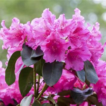 Rhododendron williamsianum 'August Lamken'