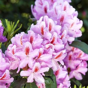 Rhododendron 'Furnivall´s Daughter'