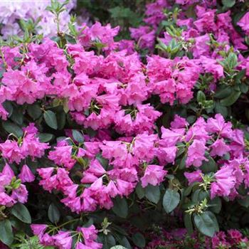 Rhododendron williamsianum 'August Lamken'