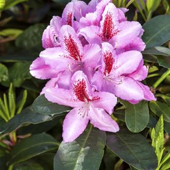 Rhododendron 'Furnivall´s Daughter'