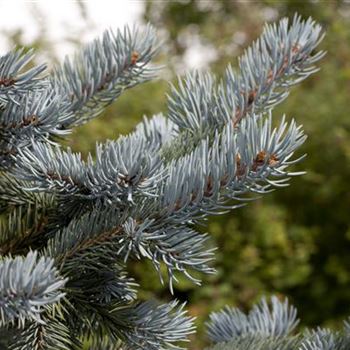 Picea pungens 'Hoopsii'