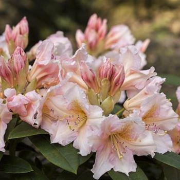 Rhododendron 'Gloria'