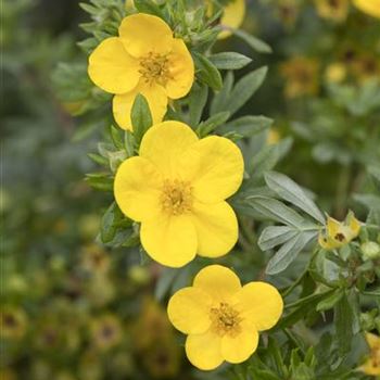 Potentilla fruticosa 'Kobold'