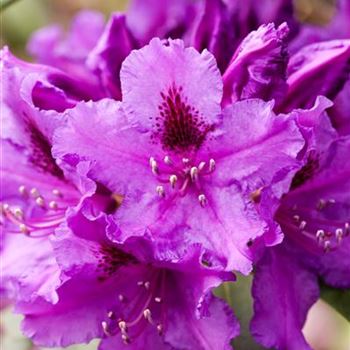 Rhododendron 'Azurro'