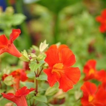 Mimulus cupreus 'Roter Kaiser'