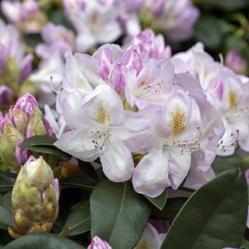 Rhododendron 'Gomer Waterer'