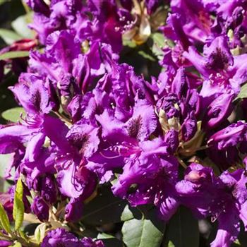 Rhododendron 'Azurro'